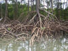 amazonas.jpg (91230 bytes)